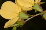 Narrowleaf primrose-willow